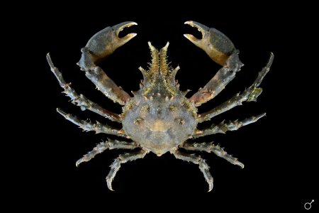 Pisa tetraodon, Ondřej Radosta