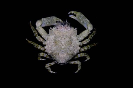 Pitho lherminieri, Arthur Anker