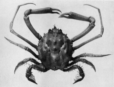 Pliosoma parvifrons, Mary J. Rathbun Scientific results of the expedition to the Gulf of California in charge of C.H. Townsend
