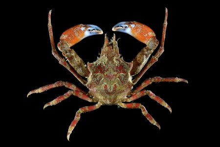 Pugettia gracilis, Gustav Paulay