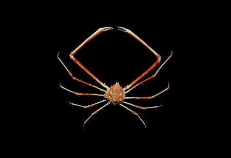 Minyorhyncha crassa, Arthur Anker