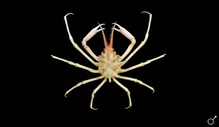 Rochinia pulchra, Ondřej Radosta