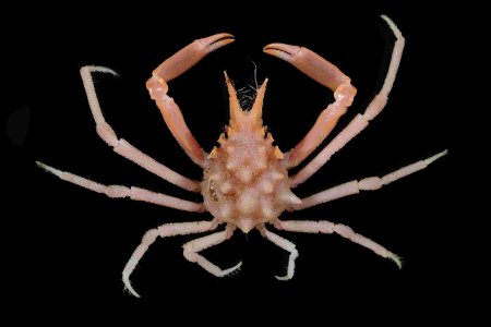 Rochinia strangeri, Tin-Yam Chan National Taiwan Ocean University