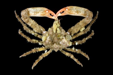 Scyra acutifrons, Gustav Paulay // Arthur Anker