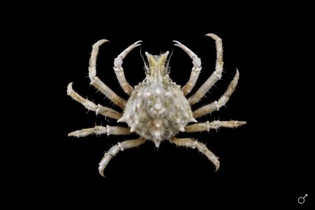 Stratiolibinia bellicosa, Ondřej Radosta