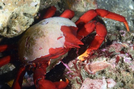 Taliepus nuttallii, Kevin Lee diverkevin@gmail.com