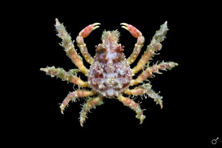 Tiarinia depressa, Ondřej Radosta