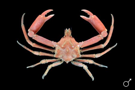 Tunepugettia sagamiensis, Ondřej Radosta