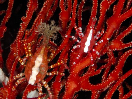 Xenocarcinus depressus, Andrey Ryanskiy