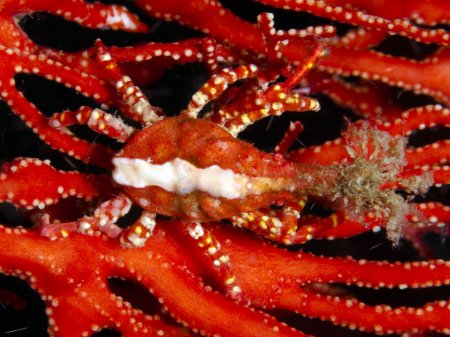 Xenocarcinus depressus, Andrey Ryanskiy