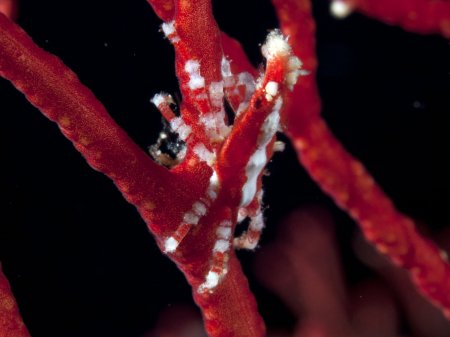 Xenocarcinus depressus, Andrey Ryanskiy