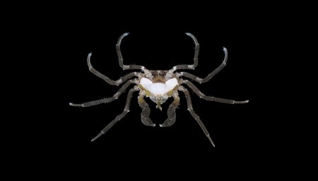 Halicarcinus ovatus, Michael Marmach Museum Victoria