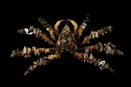 Camposcia retusa, Ling-Kuang Tseng