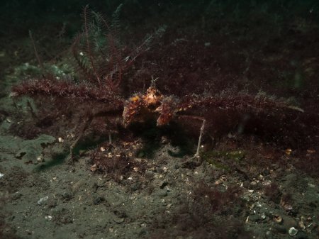 Inachus dorsettensis, Peter Bardsley