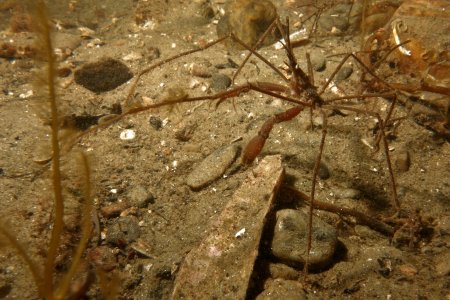 Macropodia tenuirostris, Peter Bardsley