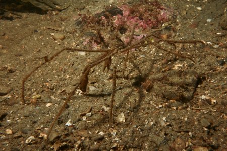 Macropodia tenuirostris, Peter Bardsley