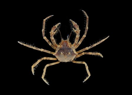 Paratymolus cygnus, Paul Ng