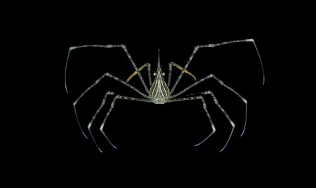 Stenorhynchus debilis, Arthur Anker