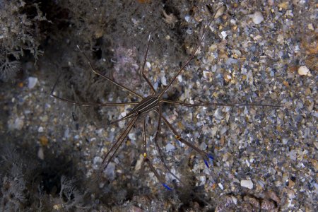 Stenorhynchus seticornis, Brian Cole