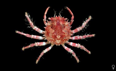 Cyclax suborbicularis, Ondřej Radosta