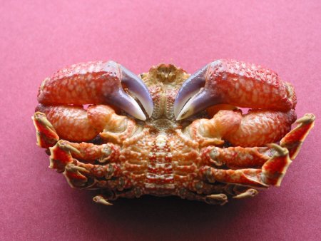 Eurynolambrus australis, Colin Mclay