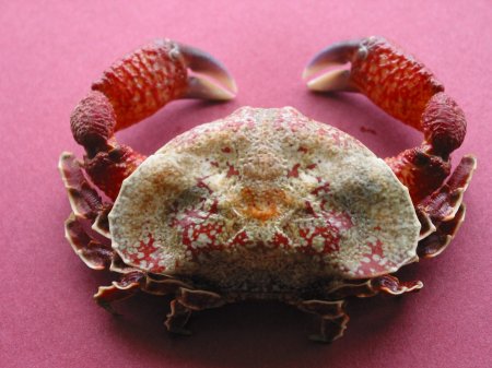 Eurynolambrus australis, Colin Mclay