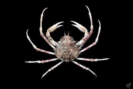 Leptomithrax edwardsii, Ondřej Radosta