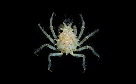 Naxia aries, Michael Marmach Museum Victoria