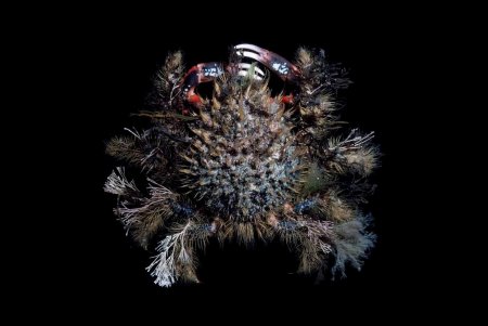 Notomithrax ursus, Michael Marmach Museum Victoria