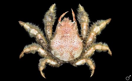 Ovimaja compressipes, Ondřej Radosta