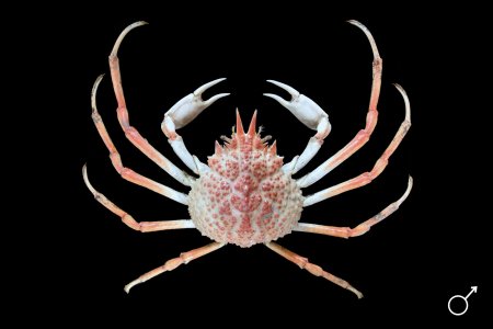 Paramaja kominatoensis, Ondřej Radosta