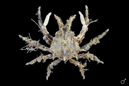 Prismatopus aculeatus, Ondřej Radosta