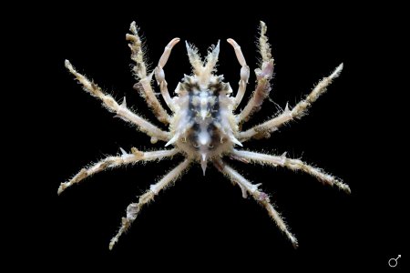 Prismatopus halimoides, Ondřej Radosta