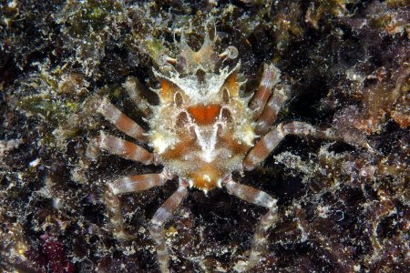Schizophrys aspera, Andrey Ryanskiy