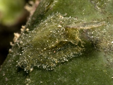 Thersandrus compressus, Mickey Charteris