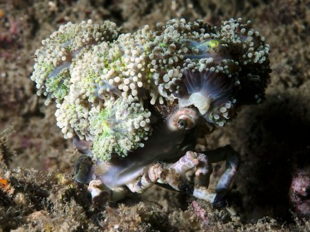 Cyclocoeloma tuberculata, Andrey Ryanskiy