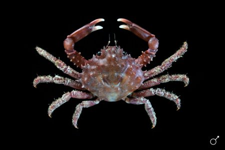 Damithrax hispidus, Ondřej Radosta