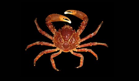 Damithrax spinosissimus, Juan Antonio Baeza