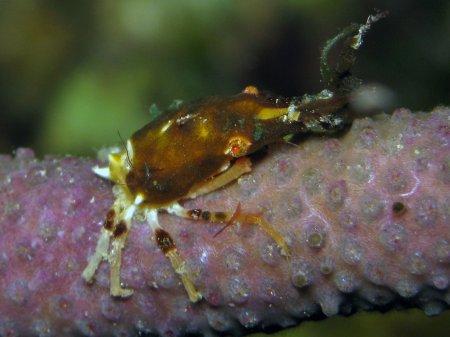 Leptopisa setirostris, Mickey Charteris