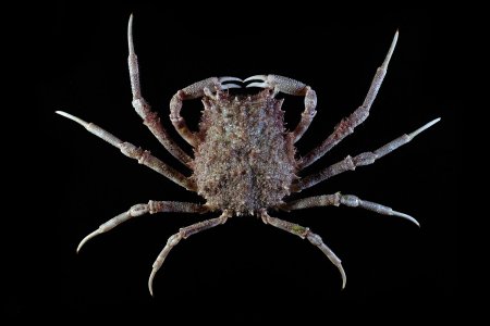 Micippa philyra, Tin-Yam Chan National Taiwan Ocean University /Museum national d’Histoire naturelle