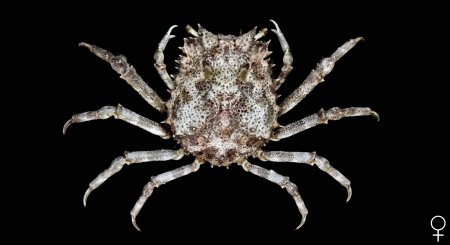 Micippa philyra, Ondřej Radosta