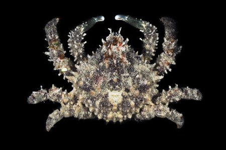 Mithrax aculeatus, Gustav Paulay // Arthur Anker Florida Museum of natural history