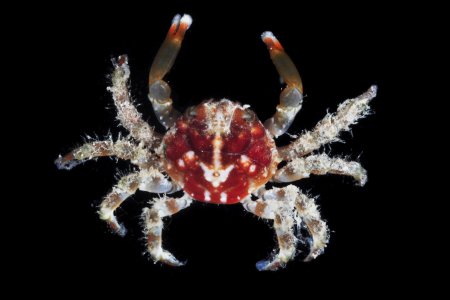 Teleophrys ruber, Gustav Paulay // Arthur Anker Florida Museum of natural history