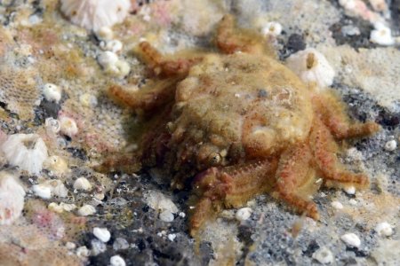 Thoe erosa, Kevin Lee diverkevin@gmail.com