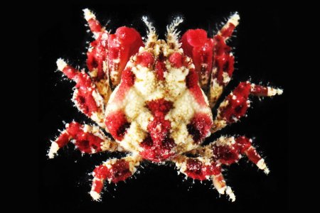 Thoe puella, Gustav Paulay // Arthur Anker paulay@flmnh.ufl.edu