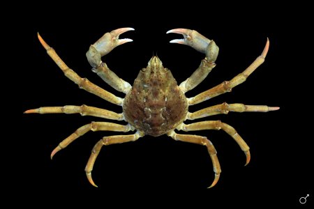 Hyas araneus, Ondřej Radosta