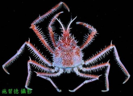 Pleistacantha maxima, Hsi-Te Shih