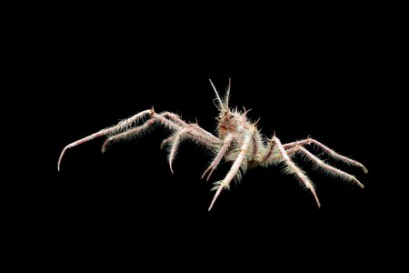 Pleistacantha maxima, Ondřej Radosta