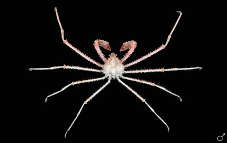 Pleistacantha sanctijohannis, Ondřej Radosta