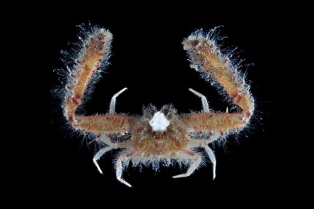 Aulacolambrus granulosus, Arthur Anker